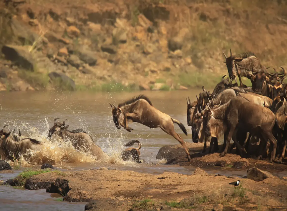 WILDLIFE